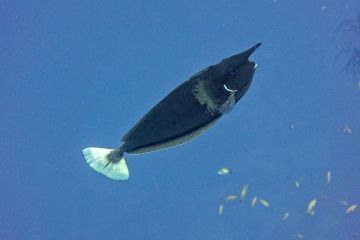Naso brevirostris