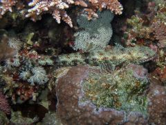 Synodus dermatogenys