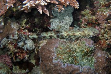 Synodus dermatogenys