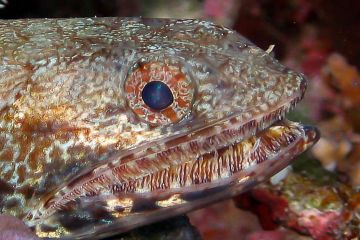 Synodus variegatus