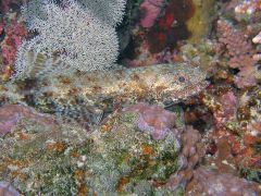 Synodus dermatogenys