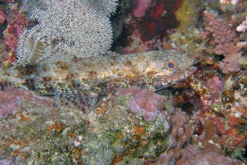 Synodus dermatogenys