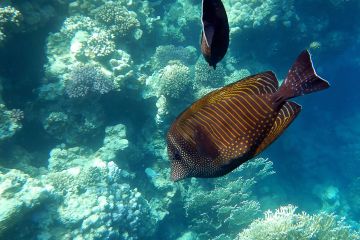 Zebrasoma desjardinii
