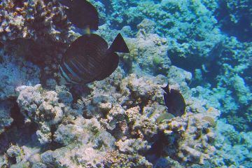 Zebrasoma desjardinii