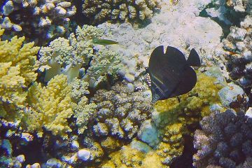 Zebrasoma desjardinii