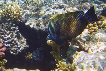 Zebrasoma desjardinii