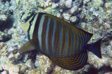 Zebrasoma desjardinii