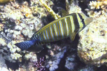 Zebrasoma desjardinii