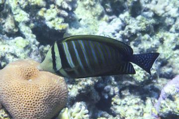 Zebrasoma desjardinii