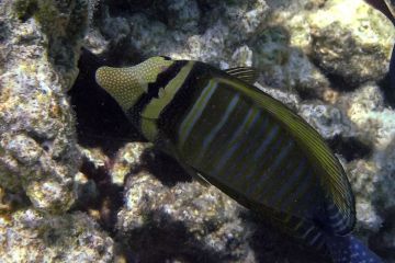 Zebrasoma desjardinii
