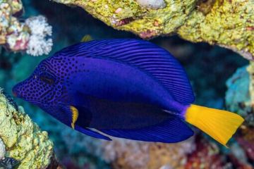 Zebrasoma_xanthurum
