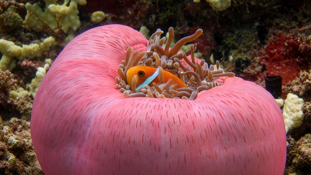 Amphiprion-bicinctus