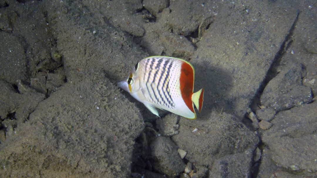 Chaetodon-paucifasciatus