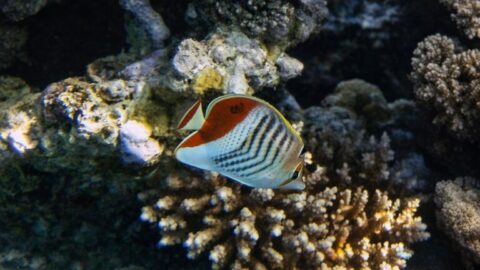 Chaetodon_paucifasciatus-768x432-card