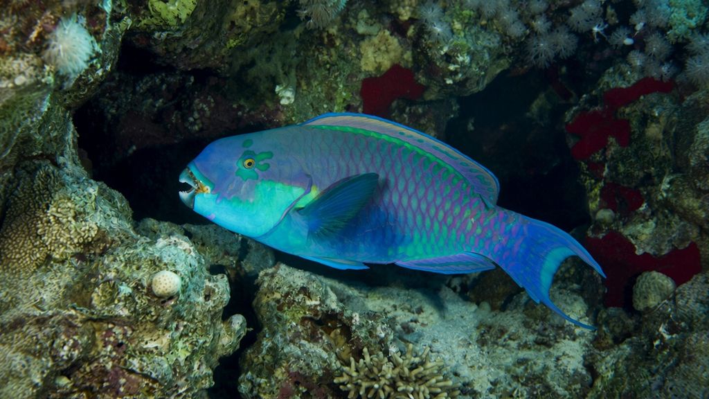 Chlorurus-gibbus