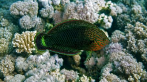 Тёмный тамарин — Halichoeres marginatus