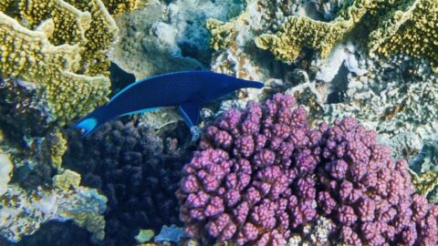 Лазоревый клюворыл — Gomphosus caeruleus