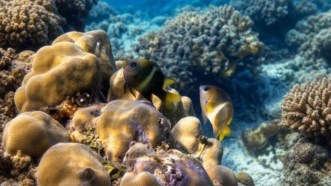 Белополосый дьявол — Plectroglyphidodon leucozonus