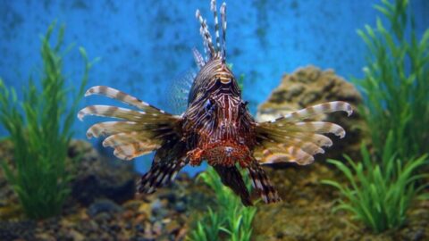 Pterois-miles-768x432-card