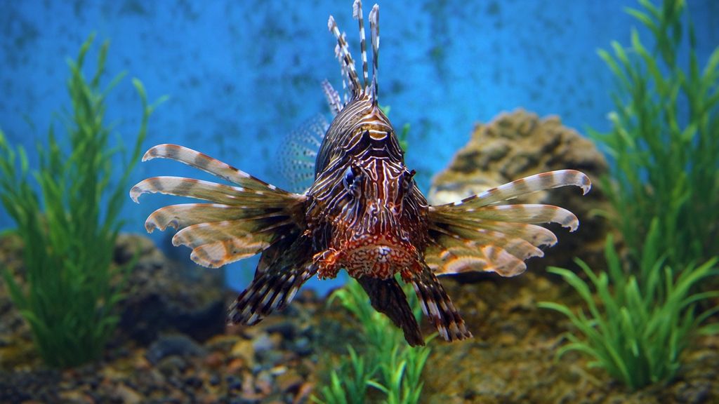 Pterois-miles