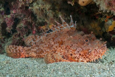 Synanceia-verrucosa-Stonefish-768x512-card