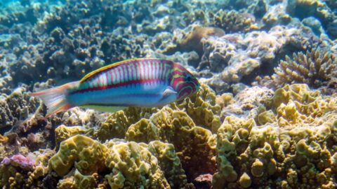 Талассома Клунингера — Thalassoma rueppellii