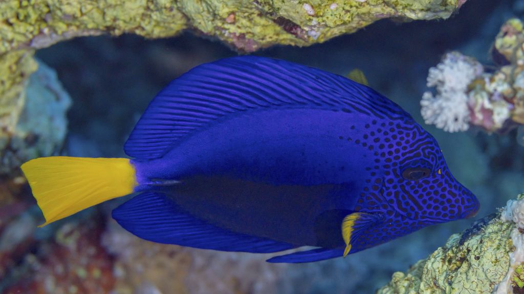 Zebrasoma_xanthurum