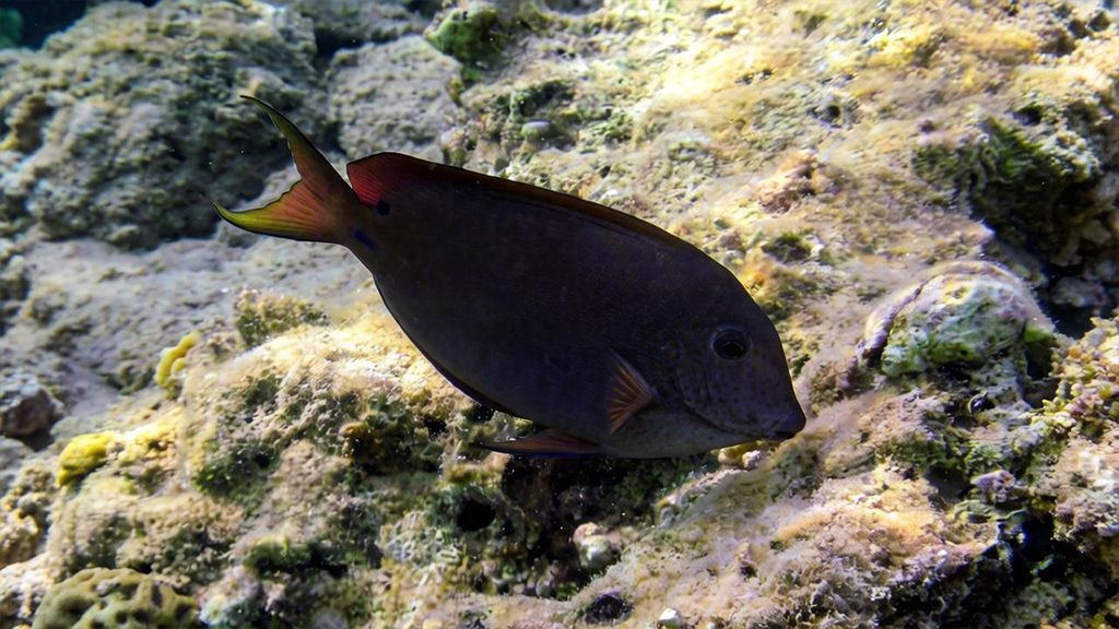 acanthurus-nigrofuscus