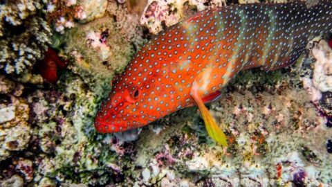 Коралловая гаррупа — Cephalopholis miniata