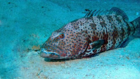 Странствующий групер — Plectropomus pessuliferus