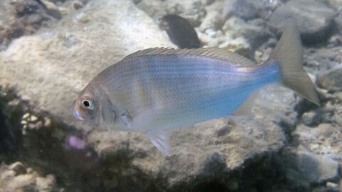 Аравийский карась — Rhabdosargus haffara