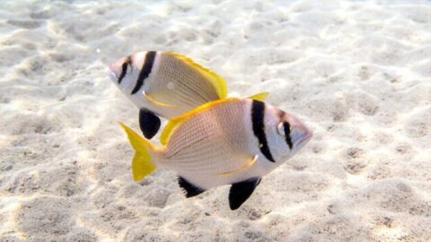 Acanthopagrus-bifasciatus-768x432-card