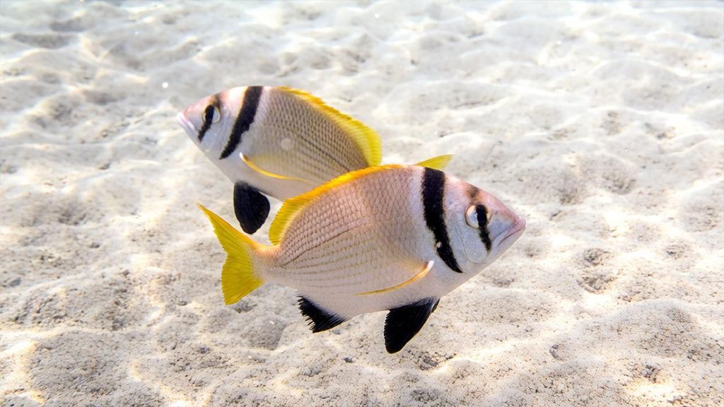 Acanthopagrus-bifasciatus