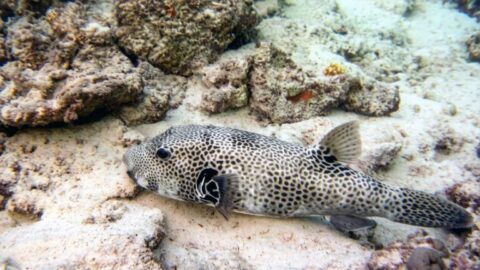 Звёздчатый иглобрюх — Arothron stellatus