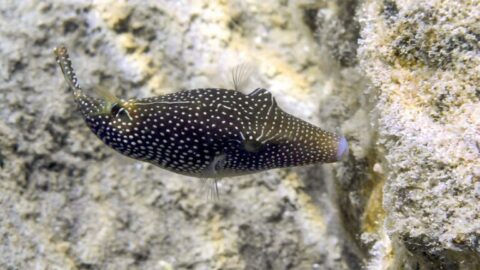 Жемчужный иглобрюх — Canthigaster margaritata