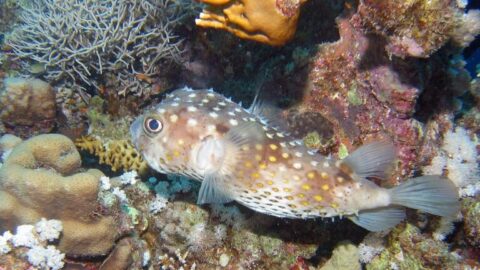 Жёлтопятнистый циклихт — Cyclichthys spilostylus