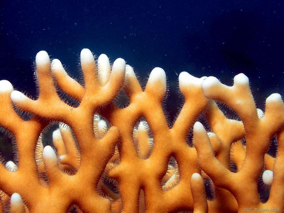 Millepora-dichotoma