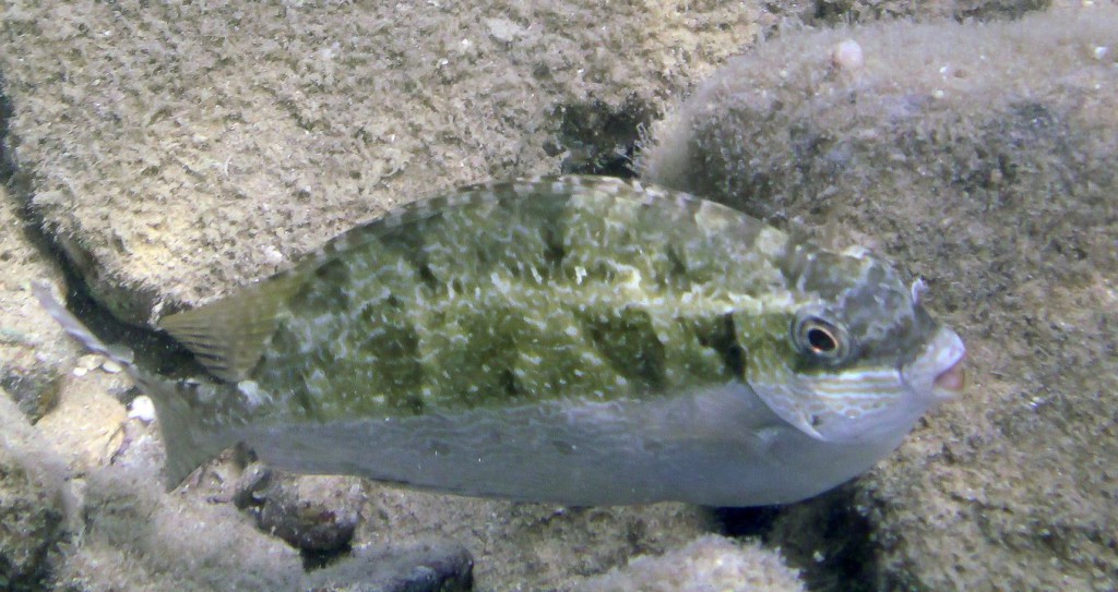 Siganus luridus