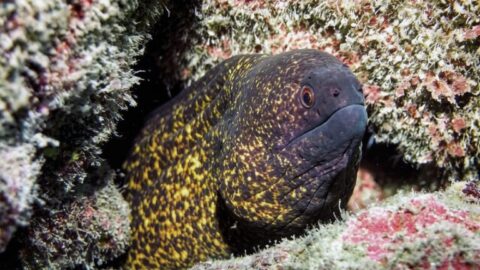 Жёлтопёрая мурена — Gymnothorax flavimarginatus
