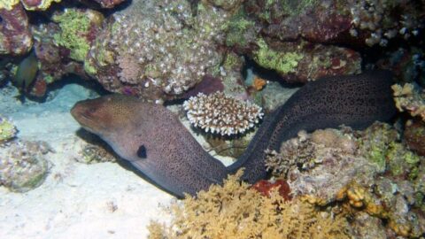 Гигантская мурена — Gymnothorax javanicus