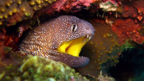 Gymnothorax-nudivomer-768x432-card
