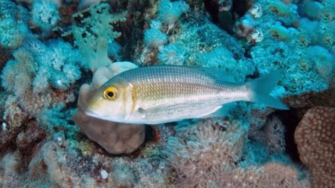 Lethrinus-borbonicus-2-768x432-card