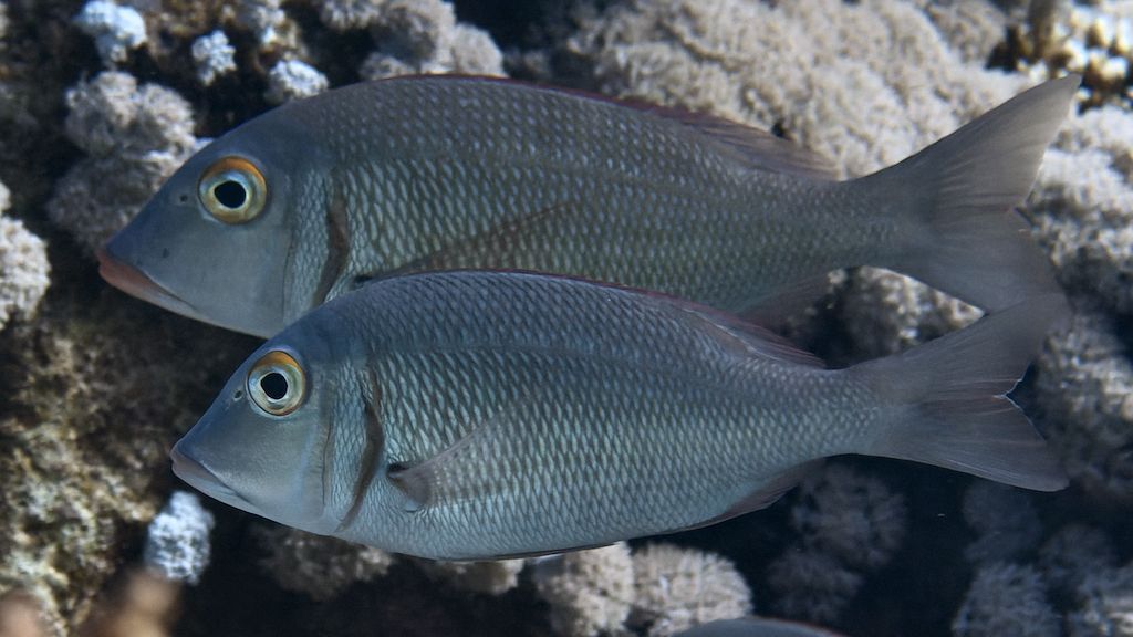 Lethrinus-borbonicus
