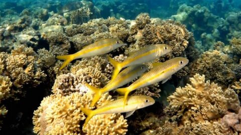 Mulloidichthys-vanicolensis-768x432-card