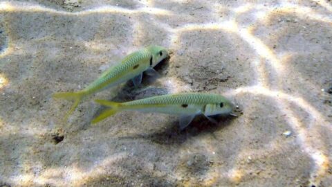 Mulloidichthys__flavolineatus-768x432-card