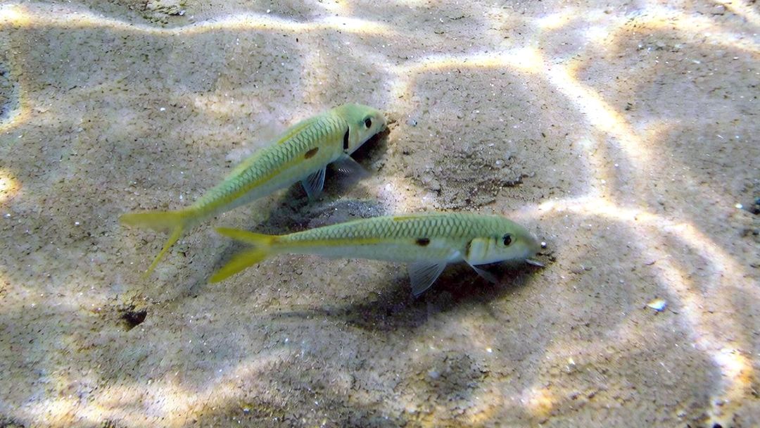Mulloidichthys__flavolineatus
