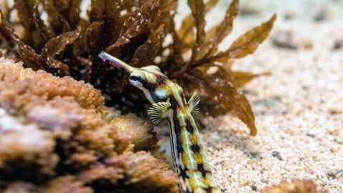 Corythoichthys-flavofasciatus-768x432-card
