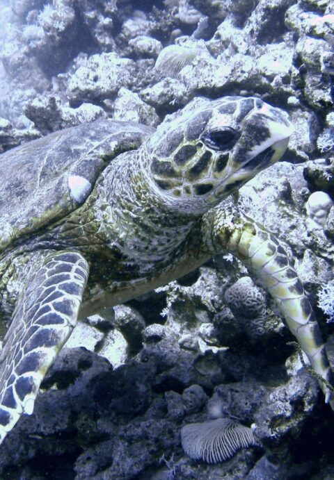 Lepidochelys-olivacea-_2-card