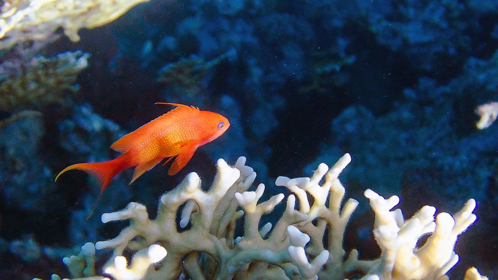 Pseudanthias-squamipinnis
