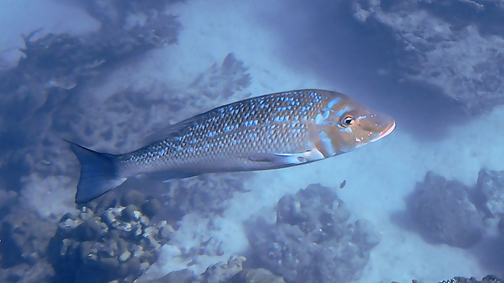 Lethrinus-nebulosus